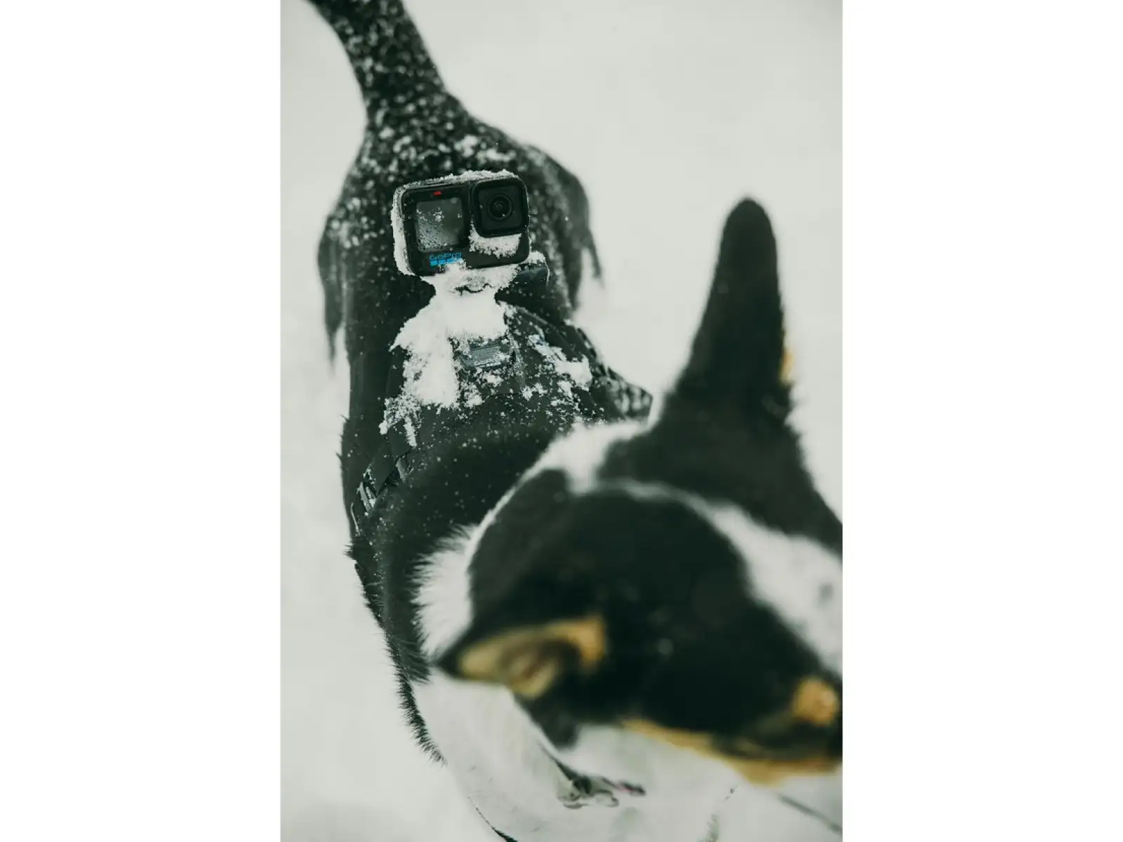 GoPro Hundegeschirr